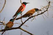 Carmine bee-eaters : 2014 Uganda
